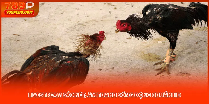 Livestream sắc nét, âm thanh sống động chuẩn HD
